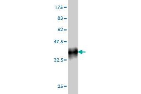 TCFL5 antibody  (AA 418-500)