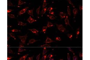 Immunofluorescence analysis of L929 cells using SCGB3A2 Polyclonal Antibody at dilution of 1:100. (SCGB3A2 antibody)