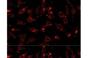 Immunofluorescence analysis of L929 cells using SCGB3A2 Polyclonal Antibody at dilution of 1:100. (SCGB3A2 antibody)