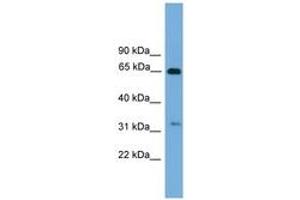Image no. 1 for anti-UBX Domain Protein 10 (UBXN10) (AA 71-120) antibody (ABIN6745008) (UBXN10 antibody  (AA 71-120))