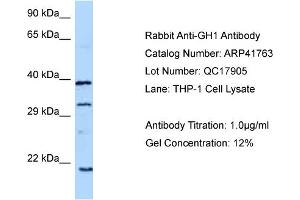 WB Suggested Anti-GH1 Antibody   Titration: 1. (Growth Hormone 1 antibody  (C-Term))