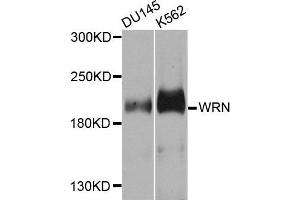 Western blot analysis of extracts of DU155 and K562 cells, using WRN antibody.