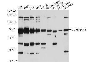 Western blot analysis of extracts of various cell lines, using CDK5RAP3 antibody. (CDK5RAP3 antibody)