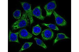 Immunofluorescence analysis of HepG2 cells using GUCY1A3 mouse mAb (green). (GUCY1A1 antibody  (AA 22-214))