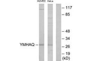 Western blot analysis of extracts from HuvEc/HeLa cells, using 14-3-3 thet Antibody.