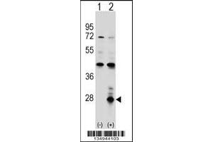 Western blot analysis of AZU1 using rabbit polyclonal AZU1 Antibody using 293 cell lysates (2 ug/lane) either nontransfected (Lane 1) or transiently transfected (Lane 2) with the AZU1 gene. (Azurocidin antibody  (AA 67-96))