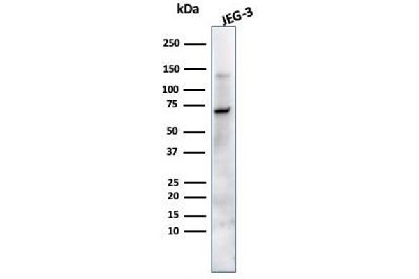 PLAP antibody