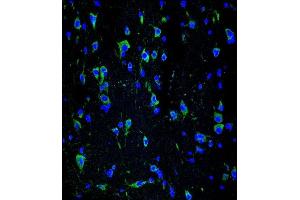 Confocal immunofluorescent analysis of INA Antibody (ABIN1539795 and ABIN2843772) with brain tissue followed by Alexa Fluor® 488-conjugated goat anti-mouse lgG (green). (INA antibody  (AA 290-319))
