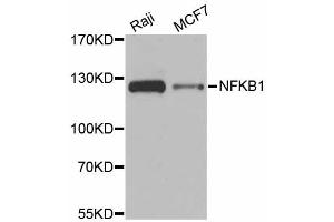 Western blot analysis of extracts of various cell lines, using NFKB1 antibody (ABIN6292205) at 1:1000 dilution. (NFKB1 antibody)