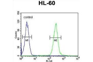 TCL6 Antibody (C-term) flow cytometric analysis of HL-60 cells (right histogram) compared to a negative control cell (left histogram). (TCL6 antibody  (C-Term))