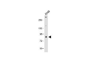 Anti-FBXL19 Antibody (C-term) at 1:2000 dilution + A549 whole cell lysate Lysates/proteins at 20 μg per lane. (FBXL19 antibody  (C-Term))