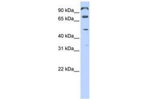 Image no. 1 for anti-Chromosome 10 Open Reading Frame 38 (C10ORF38) (AA 468-517) antibody (ABIN6740889) (FAM171A1 antibody  (AA 468-517))