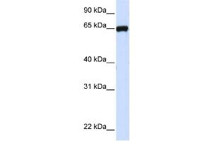 Western Blotting (WB) image for anti-Leucine Rich Repeat Containing 4C (LRRC4C) antibody (ABIN2459308) (LRRC4C antibody)