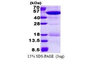 NCK Adaptor Protein 2 (NCK2) (AA 1-380) protein (His tag)