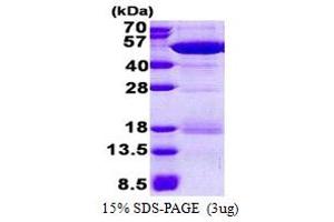 SDS-PAGE (SDS) image for NCK Adaptor Protein 2 (NCK2) (AA 1-380) protein (His tag) (ABIN5853122)