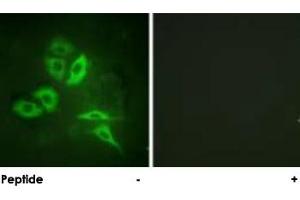 Immunofluorescence analysis of A-549 cells, using S1PR1 polyclonal antibody .