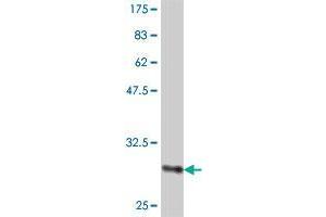 Western Blot detection against Immunogen (31. (CLDN14 antibody  (AA 29-81))