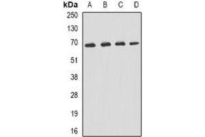 Western blot analysis of p62 expression in Hela (A), Jurkat (B), mouse liver (C), mouse kidney (D) whole cell lysates.