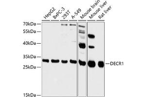 Western blot analysis of extracts of various cell lines, using DECR1 antibody (ABIN6131404, ABIN6139516, ABIN6139517 and ABIN6216841) at 1:3000 dilution. (DECR1 antibody  (AA 35-335))