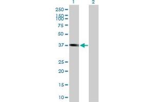 Western Blot analysis of PLEK2 expression in transfected 293T cell line by PLEK2 MaxPab polyclonal antibody.