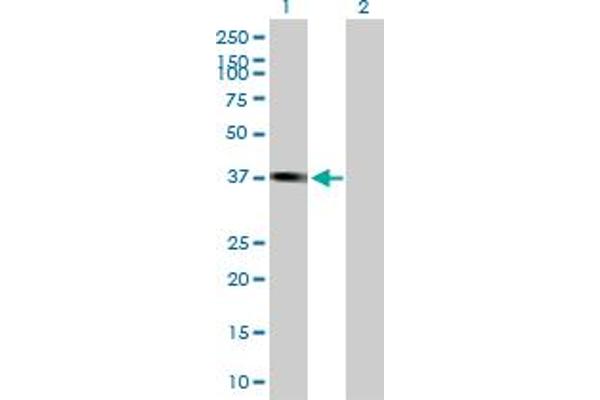 Pleckstrin 2 antibody  (AA 1-353)