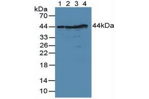 Figure. (DFFA antibody  (AA 51-305))