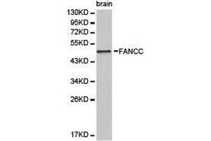 Western Blotting (WB) image for anti-Fanconi Anemia, Complementation Group C (FANCC) antibody (ABIN1872653) (FANCC antibody)