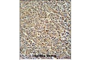 Z antibody (N-term) (ABIN654759 and ABIN2844443) immunohistochemistry analysis in formalin fixed and paraffin embedded human spleen tissue followed by peroxidase conjugation of the secondary antibody and DAB staining. (ZNF180 antibody  (N-Term))
