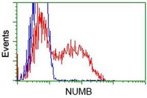 Flow Cytometry (FACS) image for anti-Numb Homolog (NUMB) antibody (ABIN1499877)