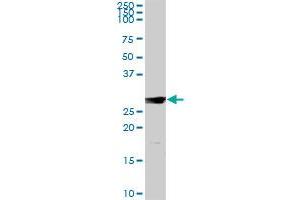 IL7 MaxPab rabbit polyclonal antibody. (IL-7 antibody  (AA 1-177))