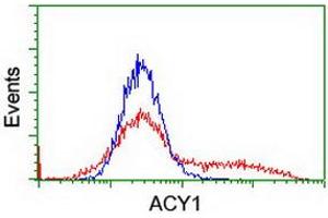 HEK293T cells transfected with either RC201284 overexpress plasmid (Red) or empty vector control plasmid (Blue) were immunostained by anti-ACY1 antibody (ABIN2454818), and then analyzed by flow cytometry. (Aminoacylase 1 antibody)