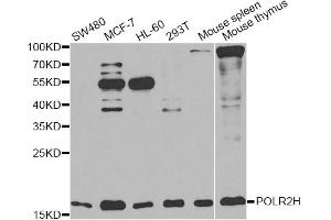 Western blot analysis of extracts of various cell lines, using POLR2H antibody (ABIN6292020) at 1:1000 dilution.