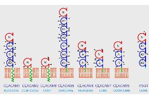 Domain organization of the human CEACAM family. (CEACAM 1,5,6,8 antibody)