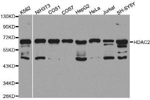 Western blot analysis of extracts of various cell lines, using HDAC2 antibody. (HDAC2 antibody  (C-Term))