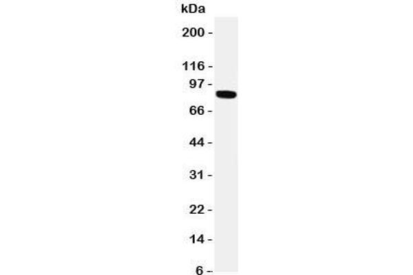 TRPV2 antibody  (AA 42-624)