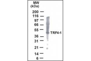 Image no. 1 for anti-PAP Associated Domain Containing 7 (PAPD7) (AA 447-462) antibody (ABIN372376) (PAP Associated Domain Containing 7 (PAPD7) (AA 447-462) antibody)