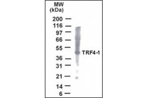 Image no. 1 for anti-PAP Associated Domain Containing 7 (PAPD7) (AA 447-462) antibody (ABIN372376)