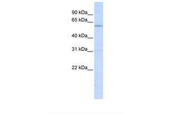 LRRC15 antibody  (AA 74-123)