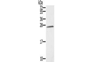 Western Blotting (WB) image for anti-Synovial Sarcoma, X Breakpoint 1 (SSX1) antibody (ABIN2430869)