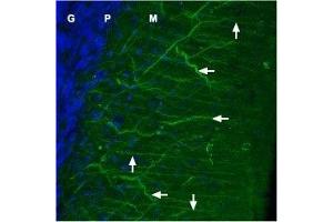 Immunohistochemistry (IHC) image for anti-Calcium Channel, Voltage-Dependent, L Type, alpha 1C Subunit (CACNA1C) (AA 848-865), (Intracellular) antibody (Atto 488) (ABIN7042998)