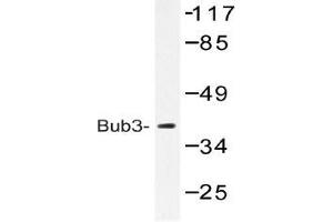 Western blot (WB) analysis of Bub3 antibody in extracts from HeLa cells.