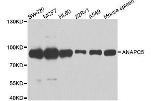 Western blot analysis of extracts of various cell lines, using ANAPC5 antibody.