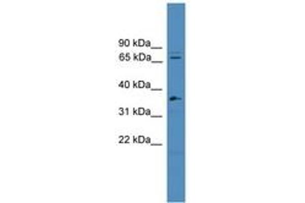 Splicing Factor 4 antibody  (C-Term)