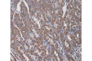 IHC-P analysis of Human Stomach Tissue, with DAB staining. (A4GALT antibody  (AA 44-353))