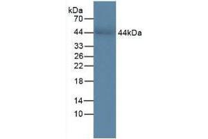 Figure. (CHI3L1 antibody  (AA 112-377))