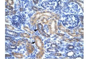 OR13C9 antibody was used for immunohistochemistry at a concentration of 4-8 ug/ml to stain Epithelial cells of renal tubule (arrows) in Human Kidney. (OR13C9 antibody  (Middle Region))