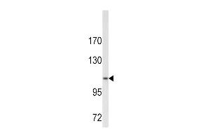 Western blot analysis of COL6A1 antibody (N-term) (ABIN390512 and ABIN2840866) in  cell line lysates (35 μg/lane). (COL6A1 antibody  (N-Term))