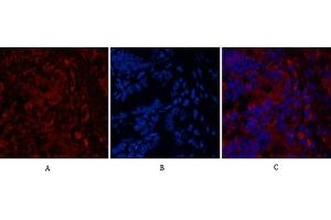 Immunofluorescence analysis of mouse colon tissue. (CD4 antibody)