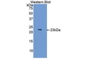 Western Blotting (WB) image for anti-Tumor Necrosis Factor (Ligand) Superfamily, Member 11 (TNFSF11) (AA 79-247) antibody (ABIN1860402) (RANKL antibody  (AA 79-247))