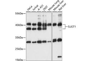 Western blot analysis of extracts of various cell lines, using SUGT1 antibody (ABIN7270270) at 1:1000 dilution. (SUGT1 antibody  (AA 159-333))